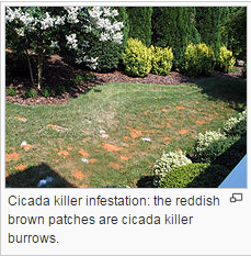 Cicada killer infestation picture 4