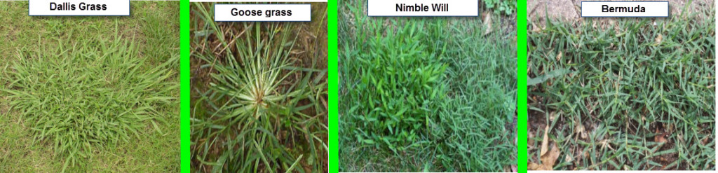 Different types of grass